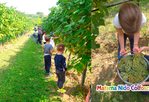 Adottiamo un filare - Materna Nido Colfosco di Susegana